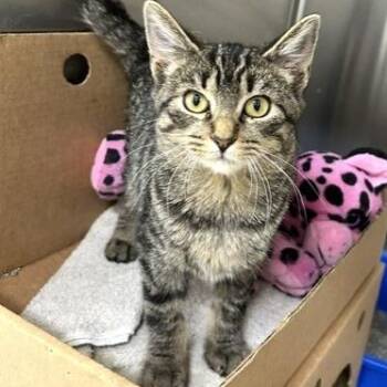 Ember -  Domestic Short Hair Cat for Adoption - Ember | PetCurious