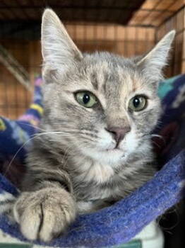 Rescue Torbie Cats for Adoption in Cincinnati, Ohio - Sterling | PetCurious