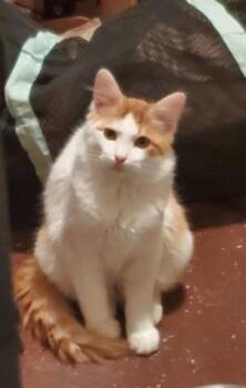 Rescue Domestic Medium Hair Cats for Adoption in Mansfield, Texas - Toran | PetCurious