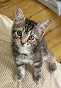 Callie -  Domestic Short Hair Cat for Adoption in Hudson, New York - Callie | PetCurious