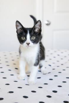 Oakley -  Tuxedo Cat for Adoption in Fort Worth, Texas - Oakley | PetCurious