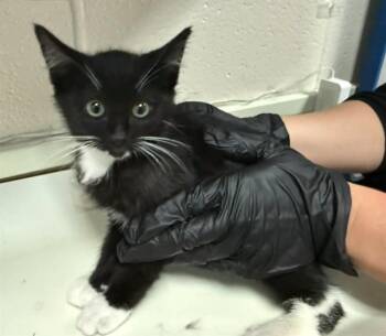 SAP -  Domestic Short Hair Cat for Adoption in Colorado Springs, Colorado - SAP | PetCurious