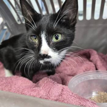 Checkers -  Domestic Short Hair Cat for Adoption in Newark, New Jersey - Checkers | PetCurious