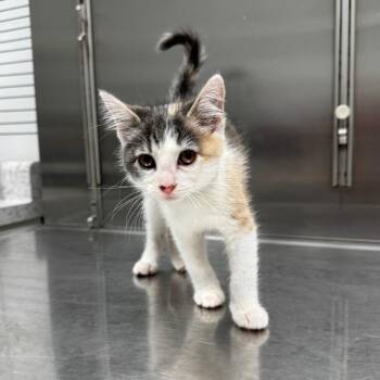 Gingerbread -  Domestic Short Hair Cat for Adoption in Normal, Illinois - Gingerbread | PetCurious