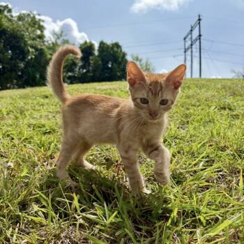 Rescue Domestic Short Hair Cats for Adoption - FURR-Stray-137 | PetCurious