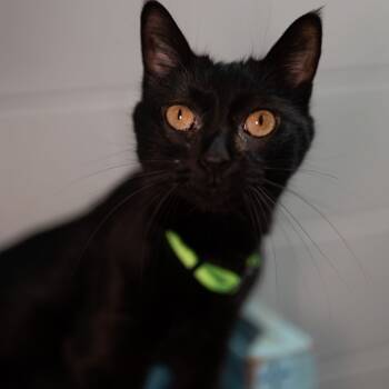 Rescue Domestic Short Hair Cats for Adoption in Enterprise, Alabama - Fish | PetCurious