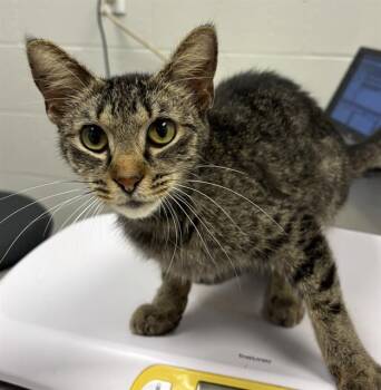 LIGHT PURPLE -  Domestic Short Hair Cat for Adoption in Indianapolis, Indiana - LIGHT PURPLE | PetCurious