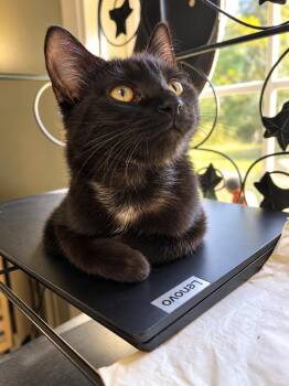Marsh -  Domestic Short Hair Cat for Adoption in Johnson City, Tennessee - Marsh | PetCurious