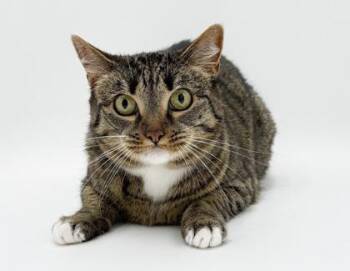 Lola - Bonded w Remy -  Domestic Short Hair Cat for Adoption in Bowling Green, Kentucky - Lola - Bonded W Remy | PetCurious