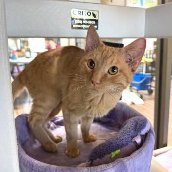 Buncha Crunch -  Domestic Short Hair Cat for Adoption in Chicago, Illinois - Buncha Crunch | PetCurious