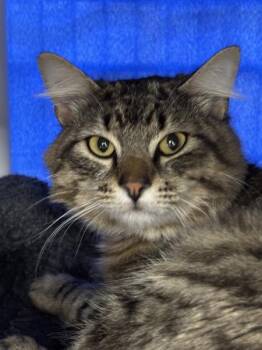 Frumpkin -  Domestic Short Hair Cat for Adoption in Sherwood, Oregon - Frumpkin | PetCurious