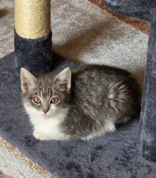 Domestic Short Hair Cats Available for Adoption - Feta | PetCurious