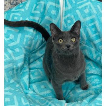 Russian Blue and Domestic Short Hair Cats Available for Adoption in Morgan Hill, California - Beckham | PetCurious
