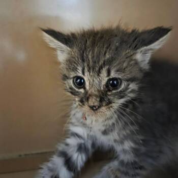 Domestic Short Hair Cats Available for Adoption in Madisonville, Kentucky - Rain | PetCurious