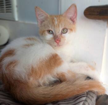 Dash -  Domestic Short Hair Cat for Adoption in Smithfield, North Carolina - Dash | PetCurious