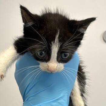 Melvin -  Domestic Short Hair Cat for Adoption in West Palm Beach, Florida - Melvin | PetCurious