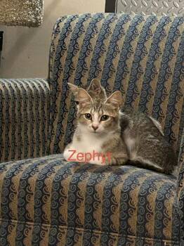 Zephyr Ne -  Domestic Short Hair Cat for Adoption in West Peoria, Illinois - Zephyr Ne | PetCurious