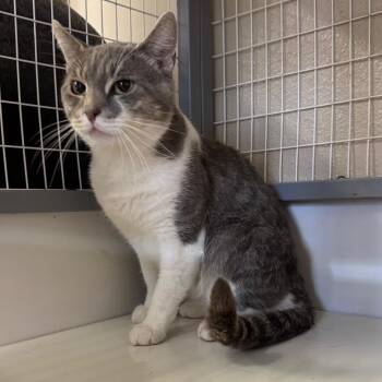 Lex Luthor -  Domestic Short Hair Cat for Adoption in Medford, Oregon - Lex Luthor | PetCurious