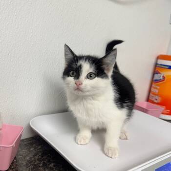 Rescue Domestic Medium Hair Cats for Adoption in Shelbyville, Illinois - Mash | PetCurious