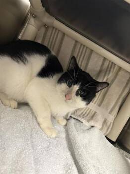 Domestic Short Hair Cats Available for Adoption - Alvin | PetCurious