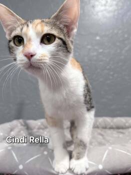 Cindi Rella -  Domestic Short Hair Cat Available for Adoption in Phoenix, Arizona - Cindi Rella | PetCurious