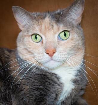 JERRY -  Domestic Short Hair Cat for Adoption in Boston, Massachusetts - JERRY | PetCurious