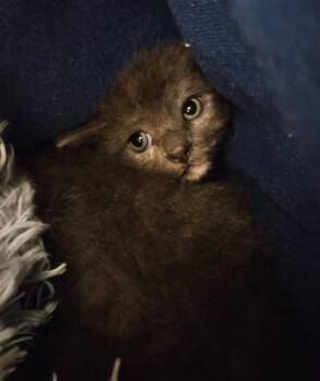 Puffer -  Domestic Long Hair Cat for Adoption in Bloomington, Indiana - Puffer | PetCurious