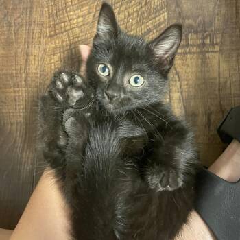 Midnight Panther -  Domestic Short Hair Cat for Adoption in Columbia, Missouri - Midnight Panther | PetCurious