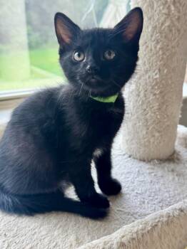 Ginger -  Domestic Short Hair Cat for Adoption in Rossville, Tennessee - Ginger | PetCurious