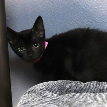 Raven -  Domestic Short Hair Cat for Adoption in Lakeland, Florida - Raven | PetCurious