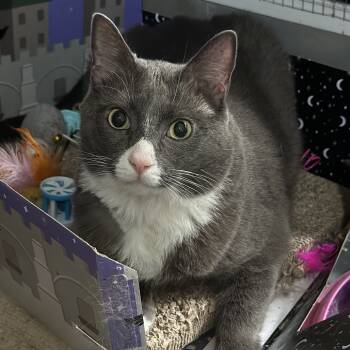 Rescue Russian Blue and Domestic Short Hair Cats for Adoption in Nokesville, Virginia - Stone | PetCurious