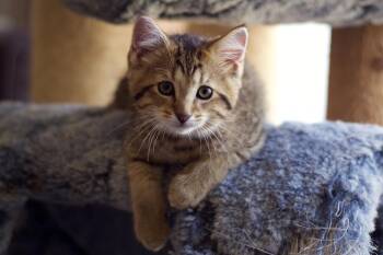 Mild Nugget -  Domestic Short Hair Cat for Adoption in Ferndale, Michigan - Mild Nugget | PetCurious