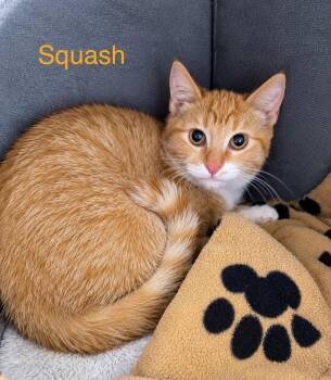 Squash (Barn Buddy) -  Domestic Short Hair Cat for Adoption in Bonnyville, Alberta - Squash (Barn Buddy) | PetCurious