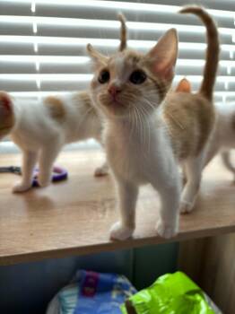 Honey -  Tabby Cat for Adoption in Lawrenceville, Georgia - Honey | PetCurious