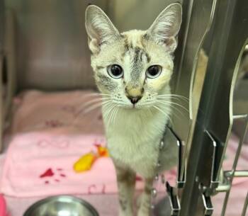A553409 -  Domestic Short Hair Cat for Adoption in Moreno Valley, California - A553409 | PetCurious