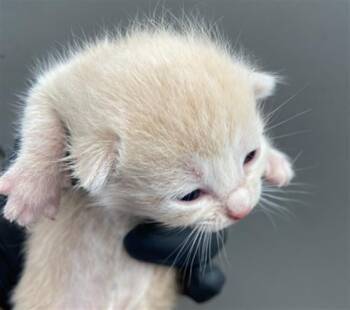 KESSIE -  Domestic Short Hair Cat for Adoption in Dallas, Texas - KESSIE | PetCurious