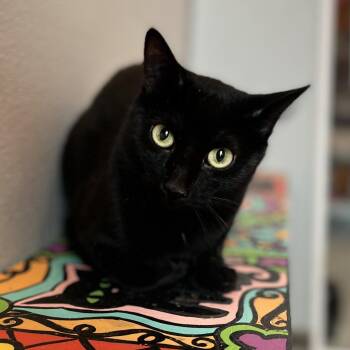 Domestic Short Hair Cats Available for Adoption in West Des Moines, Iowa - Tasha | PetCurious