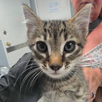 Chalupa -  Domestic Short Hair Cat for Adoption in Duncan, Oklahoma - Chalupa | PetCurious