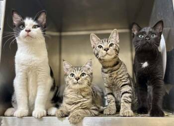 Dori (South Carolina Four) -  Domestic Short Hair Cat for Adoption in Brewster, New York - Dori (South Carolina Four) | PetCurious