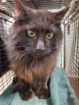 CORAL -  Domestic Long Hair Cat for Adoption in Loveland, Colorado - CORAL | PetCurious
