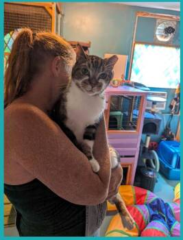 STEVE -  American Shorthair Cat for Adoption in Eagle Bridge, New York - STEVE | PetCurious