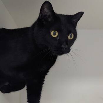Lanie -  Domestic Short Hair Cat for Adoption in Jeffersonville, Indiana - Lanie | PetCurious