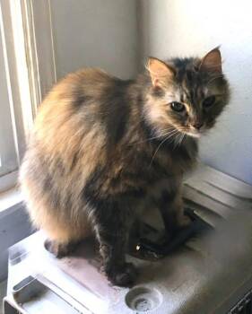 Domestic Long Hair Cats Available for Adoption in Stuart, Virginia - Chewy FeLV+ | PetCurious