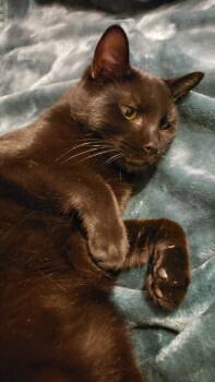 Happy N. - Lovable and Sweet -  Domestic Short Hair Cat for Adoption in New York, New York - Happy N. - Lovable And Sweet | PetCurious
