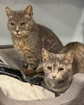 Domestic Short Hair Cats Available for Adoption in Pittsburgh, Pennsylvania - Daisy And Millie | PetCurious