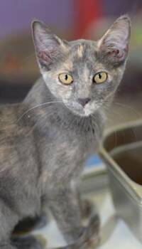 Domestic Short Hair Cats Available for Adoption in Baton Rouge, Louisiana - Xena | PetCurious