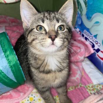 Zelda -  Domestic Short Hair Cat for Adoption in Carmel, Indiana - Zelda | PetCurious