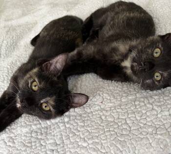 Charlotte & Chloe - KITTENS -  Domestic Short Hair Cat for Adoption in Harrison, New York - Charlotte & Chloe - KITTENS | PetCurious