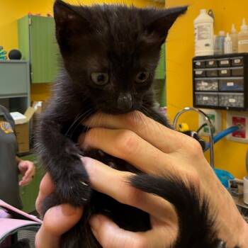 Pepper -  Domestic Short Hair Cat for Adoption in Norman, Oklahoma - Pepper | PetCurious
