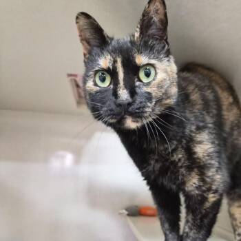 Astrid -  Domestic Short Hair Cat for Adoption in Prescott, Arizona - Astrid | PetCurious
